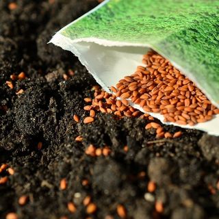 Winter Seed Sowing: How Deep Should You Sow Your Seeds - DIY Garden Minute Ep. 183