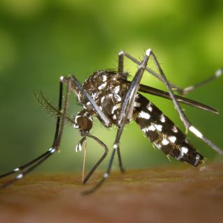 Un caso di febbre Dengue nell’Altovicentino. Positivo al test di rientro dal viaggio all’estero