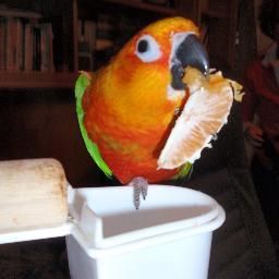 Pedro