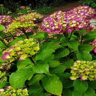Fall Pruning Tips for Beautiful Hydrangeas - DIY Garden Minute Ep.165