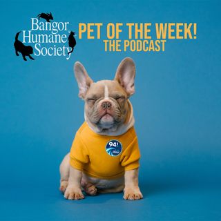 Bangor Humane Society Pet of the Week