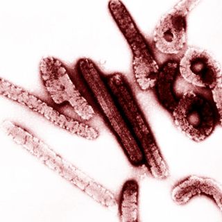 EstíoCast 64 - Virus de Marburg. El brote de 1967