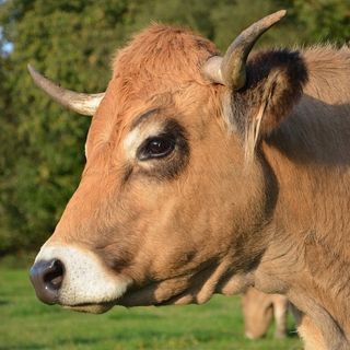 Animales Galácticos 2018