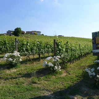 Le vigne raccontano la biodiversità - intervista a Mariuccia Borio
