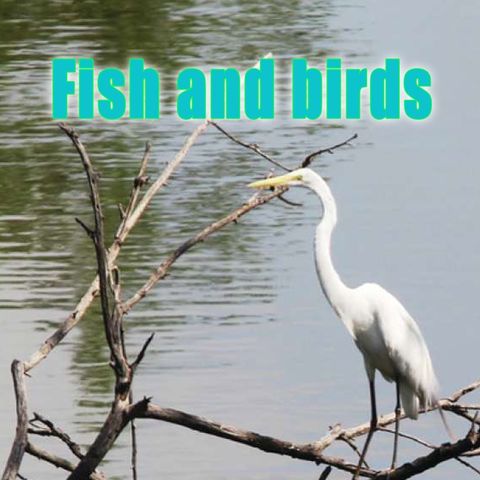 Fish and Birds, Genesis 1:20-23 (OD7)