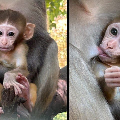 Baby macaco sparisce dal Parco Cappeller: forse rubato. L’appello: “aiutateci a trovarlo”