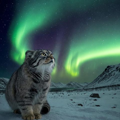 Aurora boreale