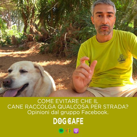 101 - Come evitare che il cane raccolga qualcosa per strada? Ppinioni dal gruppo facebook