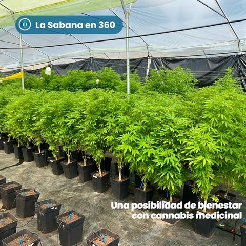 Una posibilidad de bienestar con canabis medicinal