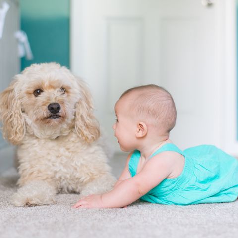 Kids and Dogs: Anna's Best Tips for Safety