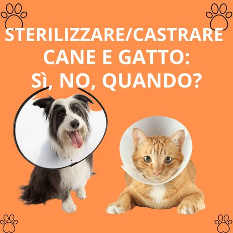 4_Sterilizzazione e castrazione in cane e gatto: sì, no, quando?