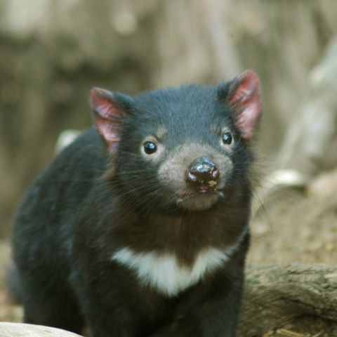 Youth Radio - Endangered Marsupial Tasmanian Devil