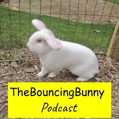 Welcome to The Bouncing Bunny Podcast - TBB#1