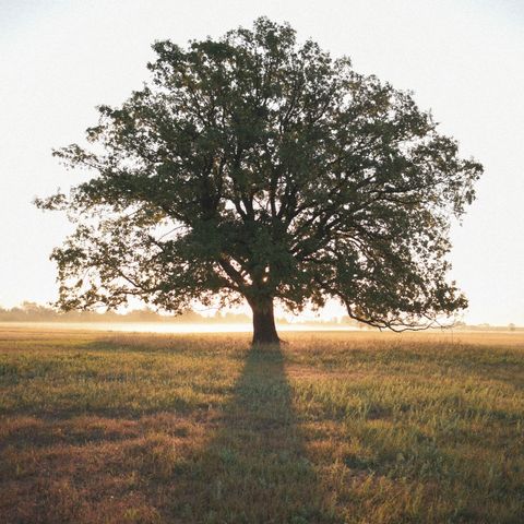 La Velocidad del Árbol