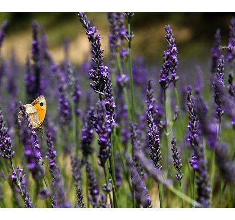 Herbs, Our Wonderful Healers