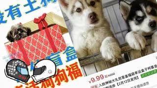Pay $2 Get a Random Dog in a Box in China - Most Die - Episode #60