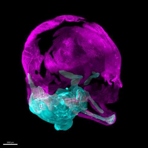 Early skeleton map reveals how bones form in humans