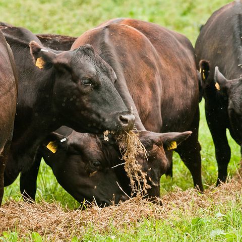 Guardian: allarme dagli USA sui prodotti chimici nella carne e nel suolo