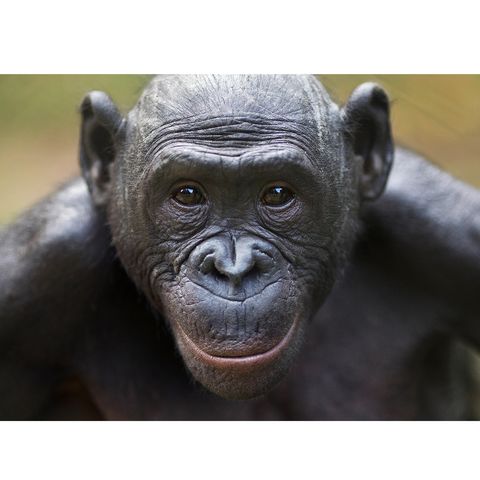 010.2 Bonobos