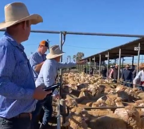 James Tierney on Thursday's #Wagga sheep trade and Monday's cattle sales | @SheepProducers @WoolProducers @MeatLivestock
