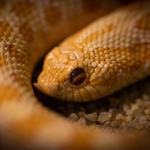 Eastern Hognose Snake