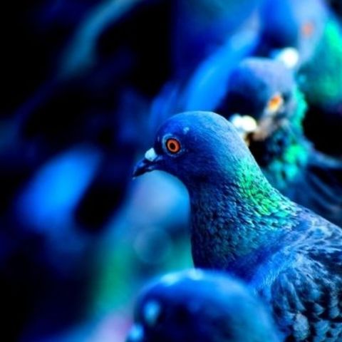 42 | La amistad de las palomas | Mario Corradini