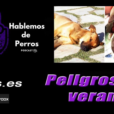 EPISODIO #42: Peligros de VERANO que pueden MATAR a tu PERRO