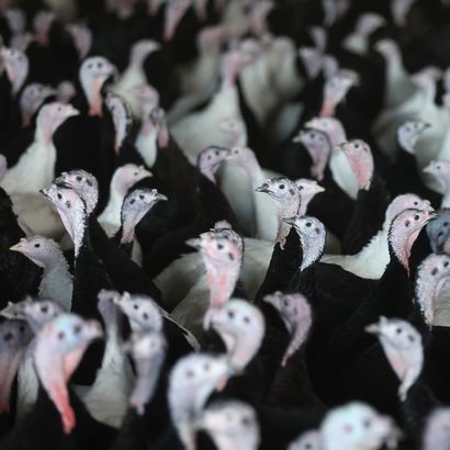 How the 'worst-ever outbreak of bird flu' could hit the North's farms and dinner tables | Northern Power Women: accelerating gender equality