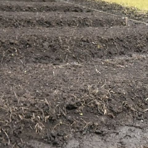 Preparación del terreno y distancias de siembra