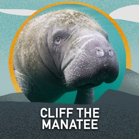 Cliff the Manatee