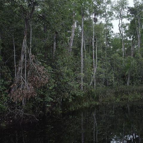 Los bosques de la Amazonía