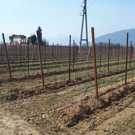 Tarcento Società Agricola viticola Colli Orientali