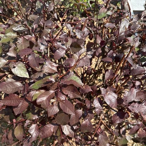 Invasive