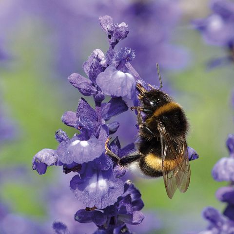La pollinisation, base d’un jardin comestible productif
