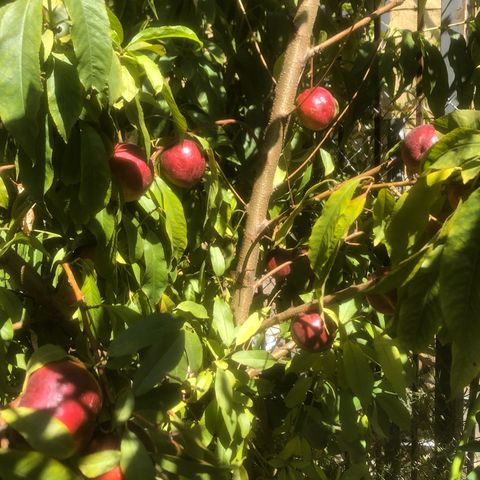 From Nuttin to Nectarines-Homefulness Where MamaEarth&PoMamas Can Breathe