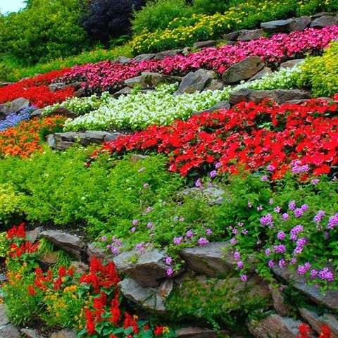 Keep your Plants Fresh and Blossom In Summer – Farouk Abubakar