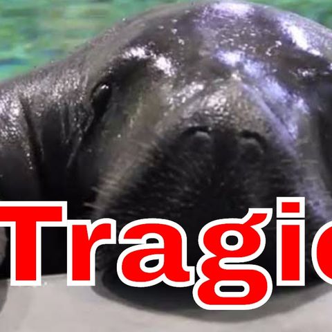 Horrible Death of an Aquatic Legend - Mildly Interesting News