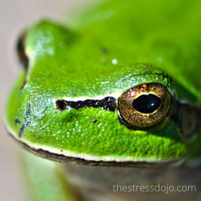My Froggy Voice and Mindfulness Practice