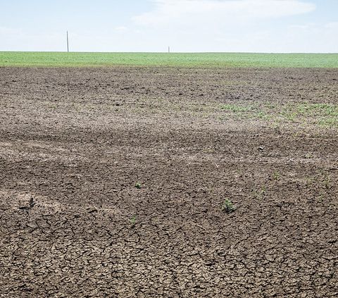 COP29, il monito degli attivisti stop al degrado del suolo o rischi per la salute