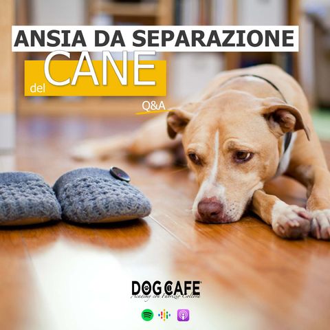 117 - Ansia da separazione del cane q&a