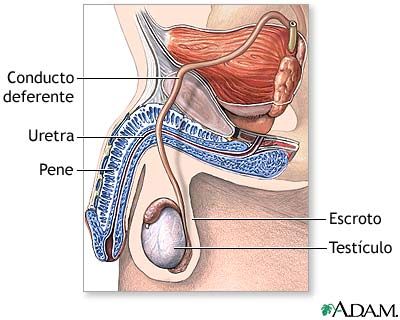 Vasectomía:control de natalidad