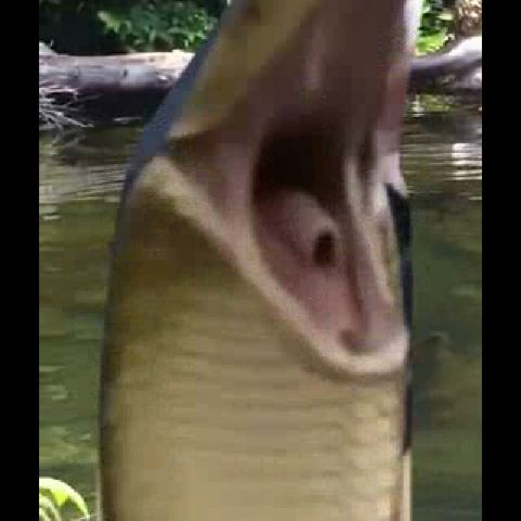 Ma
