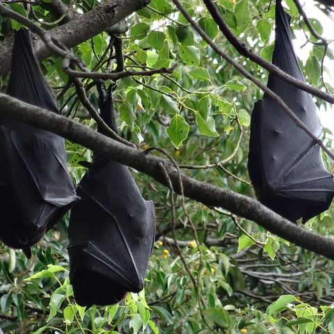 Percepción humana de los murciélagos, con Fulgencio Lisón | Oikos #28