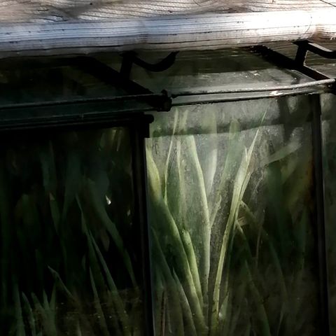 4. Scivola nel risveglio (nidrā del buongiorno)