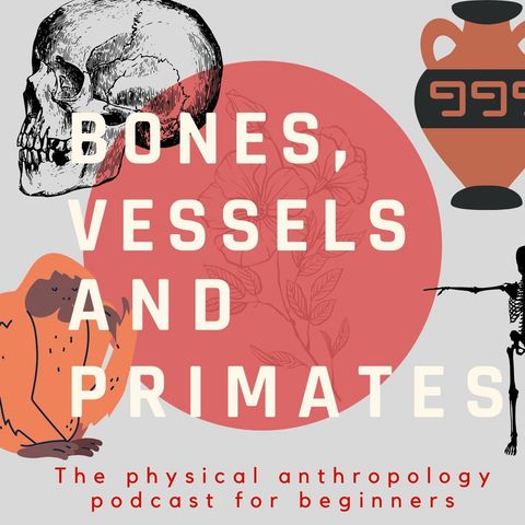 Bones, Vessels and Primates: 2° A humerus bone talk.