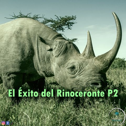 El Éxito del Rinoceronte P2