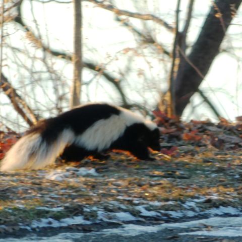 Friday at the river with a skunk
