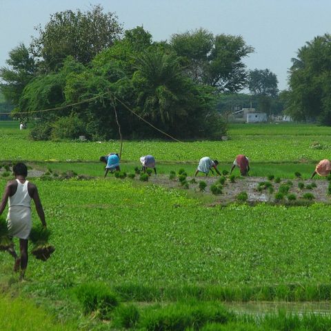 Il cambiamento climatico minaccia l’agricoltura e lo sviluppo dell’India