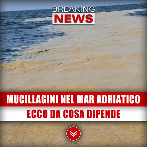 Mucillagini Nel Mar Adriatico: Ecco Da Cosa Dipende!