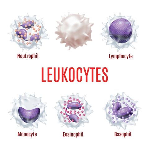 Hvide blodlegemer - leukocytter